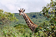 Picture 'KT1_20_16 Giraffe, Tanzania, Arusha'